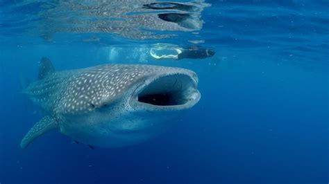 Whale Sharks Showing Off Their Wide Mouths Youtube
