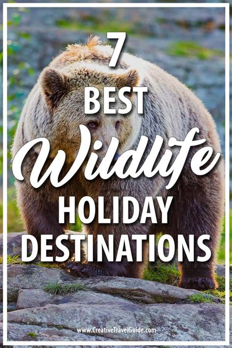 7 Best Wildlife Holiday Destinations Wildlife Travel Wildlife