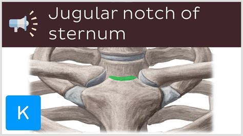 Jugular Notch Of Sternum Anatomical Terms Pronunciation By Kenhub