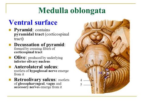 Medulla Oblongata Function Location Anatomy And Related Condition