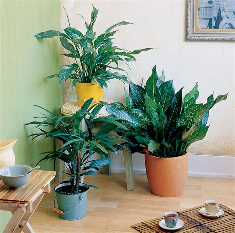 Easy Care Indoor Plants Sunset Magazine