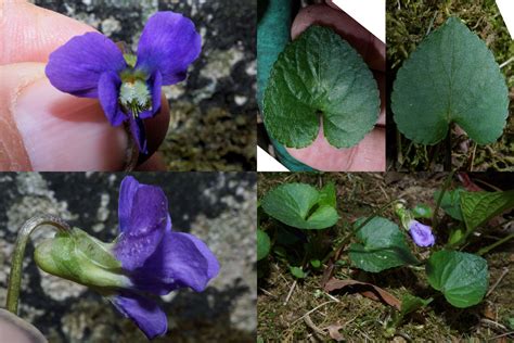 Maryland Biodiversity Project Common Blue Violet Viola Sororia