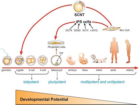 Figure 2 From Totipotency Pluripotency And Nuclear Reprogramming