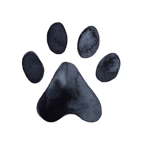 Watercolor Paw Print Illustrations Royalty Free Vector Graphics And Clip