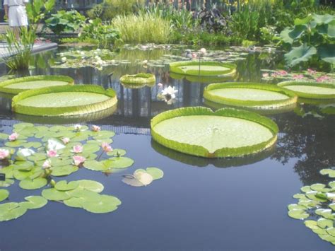 Fact File Water Lilies The Queen Of Gardens Newspaper Dawncom