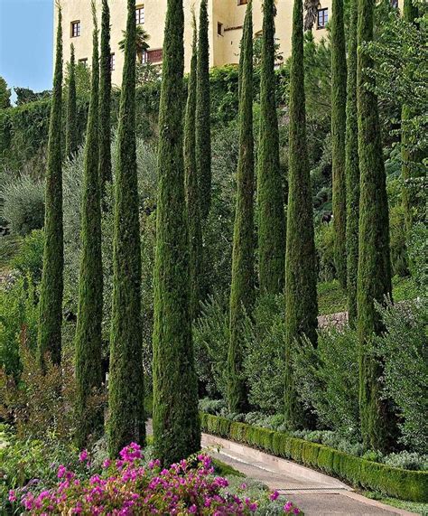Italian Cypress Is A Strikingly Thin Tall And Straight Evergreen Tree