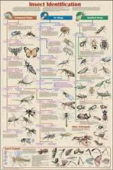Insect Pest Identification Pdf Images