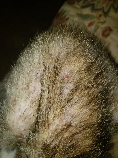 What Are These Small Red Bumps On My Cats Back Catcare