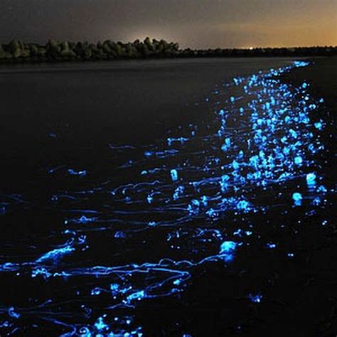 Firefly Squids In Toyama Bay Japan Amusing Planet