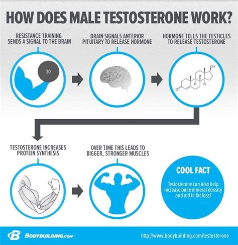 How To Test Your Testosterone Levels At Home Top 3 Physical Traits