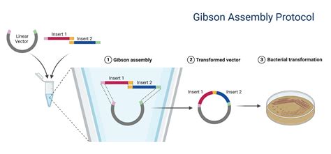 Gibson Assembly Cloning 2 Biorender Science Templates