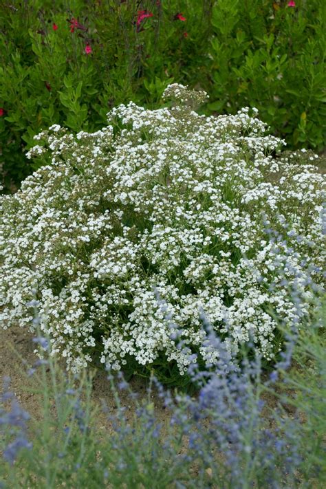 How To Grow Babys Breath And Use It In Arrangements Hgtv