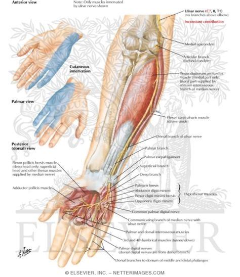 Ulnar Nerve Anatomy