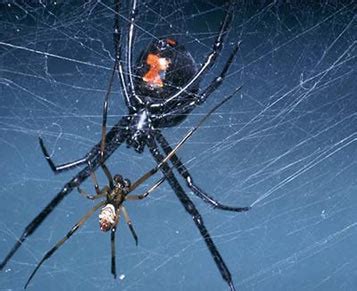 The best way to kill a black widow that happens to be in a close proximity to you is with a shoe. So everyone is afraid of these two. well, only the female ...