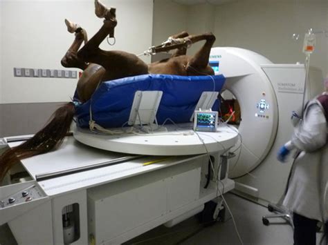 What To Look For In A Veterinarian Ct Scanner Providian