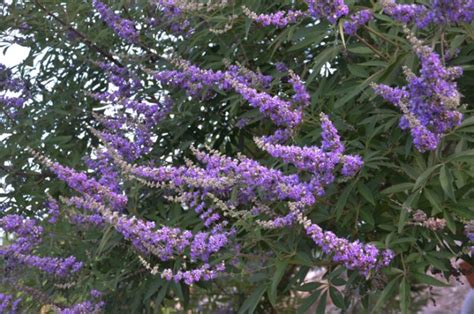 Purple flowers texas sage bushes in az tx ca. Texas Lilac Vitex Tree | Lee Ann Torrans GardeningLee Ann ...