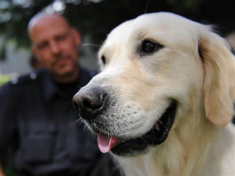 Police Dog Labrador Retriever Golden Retriever Police Dogs