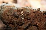 Grass Termites Treatment Photos