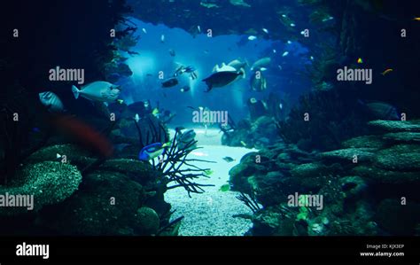 Deep Ocean Colorful Fish Swimming In Large Aquarium Stock Photo Alamy