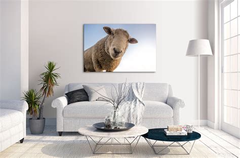 Sheep Curious Look Farm Animal Canvas Wall Art Picture Home Etsy
