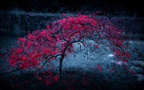 Download Autumn Tree Purple Leaves Hd Wallpaper By Ssanders78