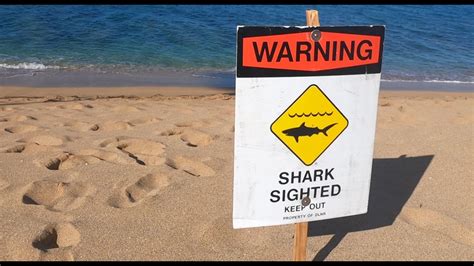 Shark Attack Maui Man Dies After Shark Encounter At Paia Bay