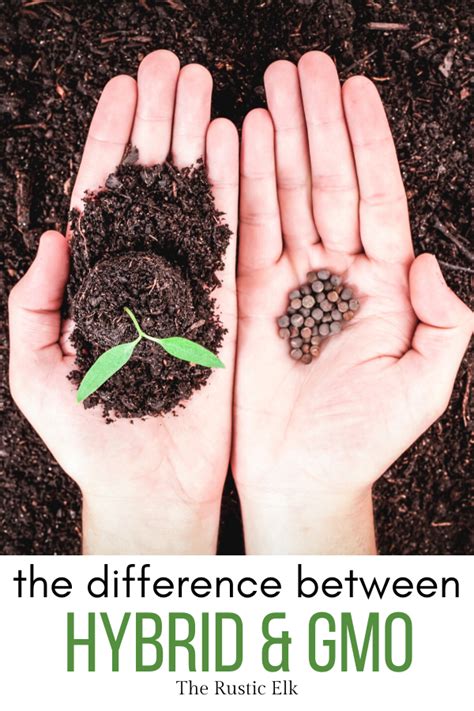 The Difference Between Hybrid And Gmo Seeds In 2020 With Images