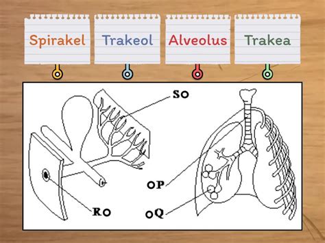 Sistem Respirasi Serangga Sistem Respirasi Manusia Labelled Diagram