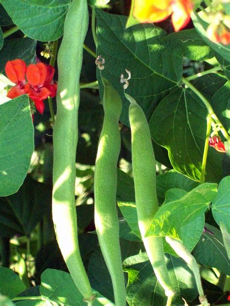 The Sharing Gardens Grow Your Own Protein Scarlet Runner Beans
