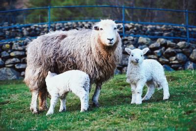 I understand that if goat meat is eaten, in ticino for example, it is normally the kid, baby goat. How to Raise Sheep on a Small Acreage for Profit | Sheep ...