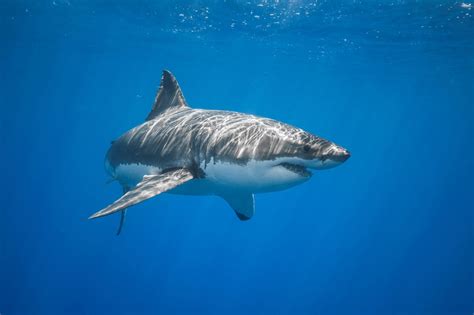The 10 Largest Sharks In The World