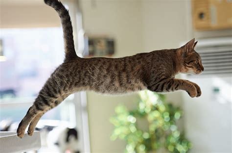Jumping Cat Cat Cats Animals Animal Hd Wallpaper Peakpx