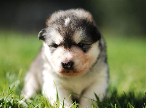 Kelly and alana curry 281.734.3566 (cell) moc.liamg@yllek4yadwen. Alaskan Malamute puppy, puppies for sale in Ontario cost, price - Purebred Alaskan Malamute Puppies