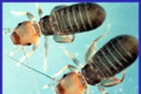 Book Lice Plant And Pest Diagnostics