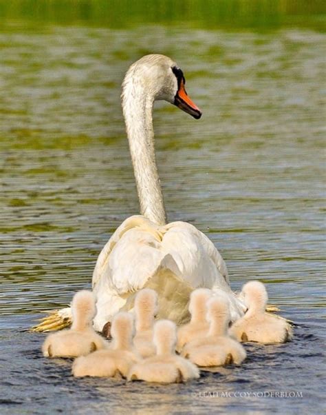 30 Cute Baby Animals Pictures Following Their Moms Tail And Fur