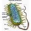 Bacterial Intracellular Structures That Give Bacteria/Prokaryotes An 