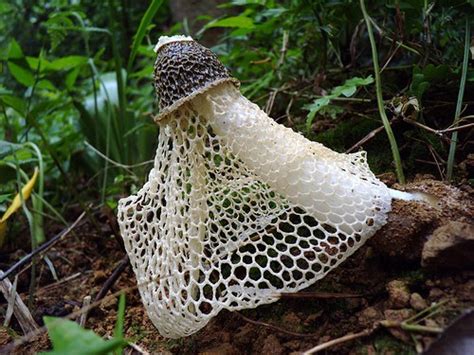 Top 10 Most Amazing Mushrooms