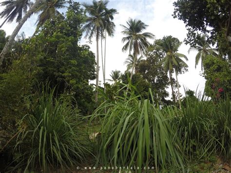 Tanaman serai wangi adalah rumput tropis yang hidup menahun dan merumpun yang bisa tumbuh hingga setinggi 5 sampai 6 kaki. VISIBLE VOICE: SERAI WANGI AFY HANIFF | BERKESAN HALAU ...