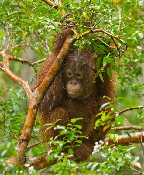 Premium Photo Big Male Orangutan On A Tree In The Wild Indonesia