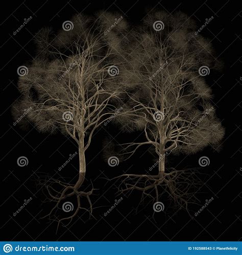 Two Lovely Leafless Trees With Branches Twigs And Roots Stock Image