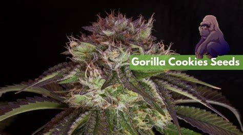 Where To Buy The Best Gorilla Cookies Seeds Online 10buds