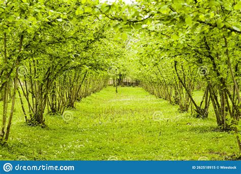Beautiful View Of Hazelnut Trees Plantation Landscape Stock Image