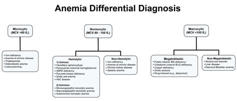 Normocytic Anemia Causes Signs And Symptoms Treatment