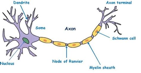 Neuron Important Diagrams For Cbse Class 10 Biology Biology Diagrams