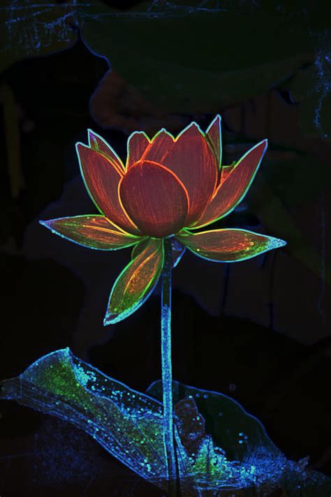 Neon Lotus Photograph By Gini Moore Pixels