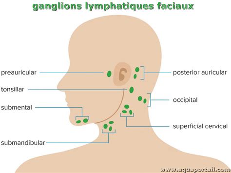 Ganglion Lymphatique D Finition Illustr E Et Explications