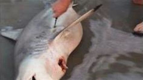 Good Samaritan Performs Emergency C Section On Dead Shark Saves 3 Baby