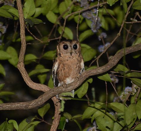 Indian Scops Owl Birds Of Vyara · Inaturalist