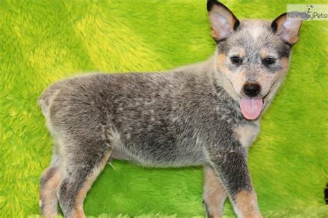 We did not find results for: Australian Cattle Dog/Blue Heeler puppy for sale near ...