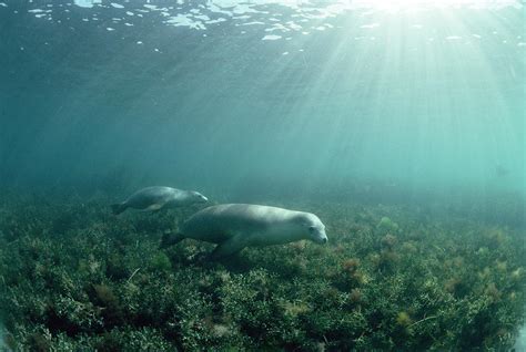 australian sea lions photograph by jeff rotman fine art america